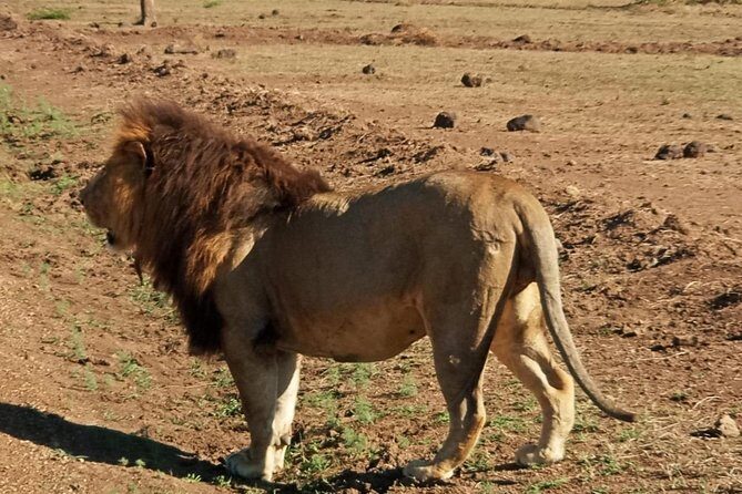 7 Day Tanzania visiting Arusha, Lake Manyara, Serengeti, Ngorongoro & Tarangire - Lodging choice: economy, comfort, or luxury tented camps