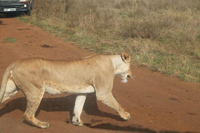 7 Day Tanzania visiting Arusha, Lake Manyara, Serengeti, Ngorongoro & Tarangire - Transport and group style: private jeep pace, pop-up viewing, and real flexibility