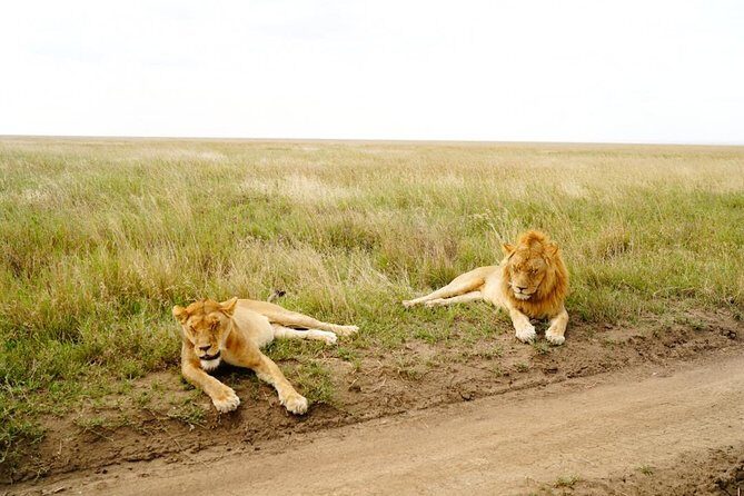 7 Day Tanzania visiting Arusha, Lake Manyara, Serengeti, Ngorongoro & Tarangire - Arusha National Park: ranger walk, Mount Meru scenery, and birding time