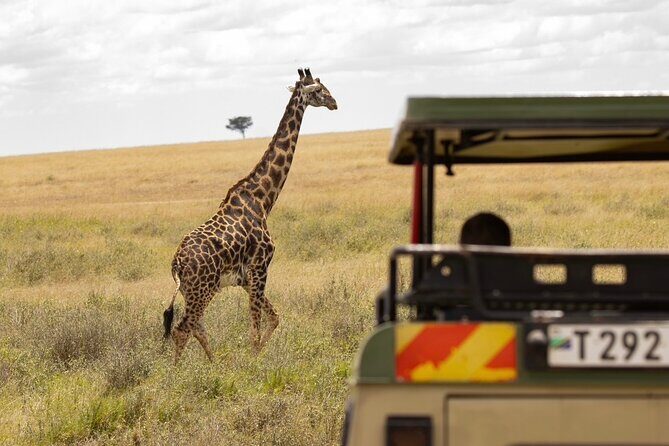 7 Days All inclusive Premium Safari Adventure in Tanzania - Day 7 back to JRO: airport drop-off and last-minute souvenir time