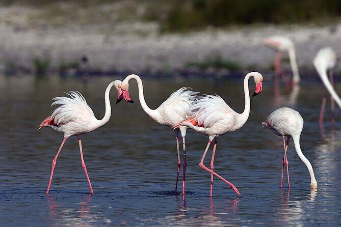 7 Days Best Luxury Safari To Tanzania - Ngorongoro Crater day: the descent to a wildlife hotspot