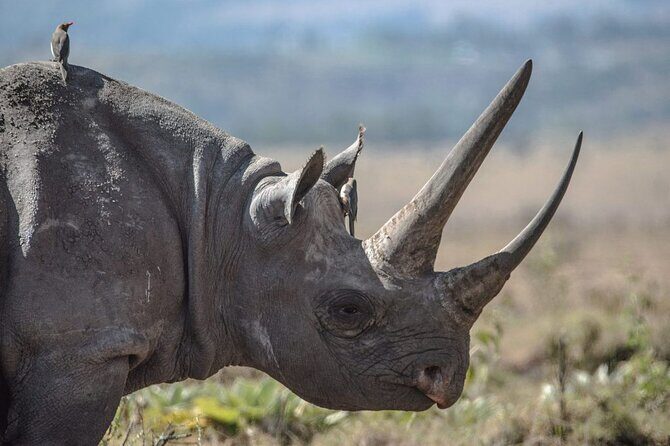 7 Days Best Luxury Safari To Tanzania - Serengeti National Park: migration country energy on two game-drive days
