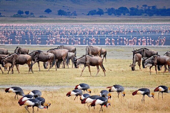 7 Days Best Luxury Safari To Tanzania - Flying to Zanzibar: the easy switch from safari dust to spice island