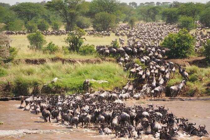 7 Days Best Luxury Safari To Tanzania - Who this safari suits best—and who should think twice