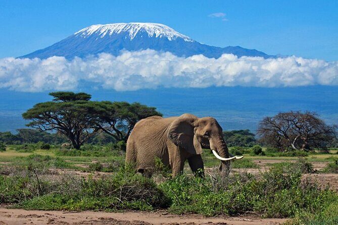 7 Days Best Luxury Safari To Tanzania - Lake Manyara: forest edge wildlife and that tree-climbing legend