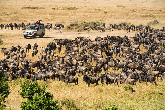 7 Days Cultural and Wildlife Safari - Serengeti National Park game drive day: habitats that change the odds
