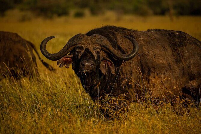 7 Days Elephant Safari Experience in Arusha - Arusha arrival: Springlands hotel, your driver, and a calm start at 7:00am