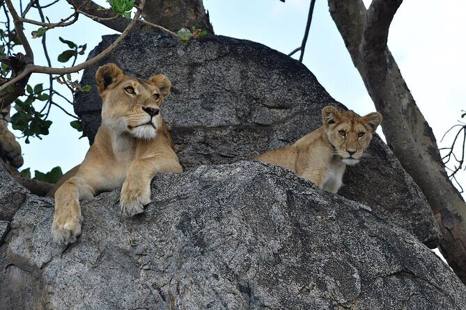7 Days Elephant Safari Experience in Arusha - Full Serengeti day: picnic lunch, game viewing time, and optional night or walking safari