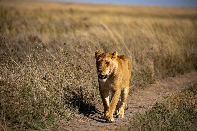7 Days Elephant Safari Experience in Arusha - Back to Arusha and onward options: your departure day ends the safari loop