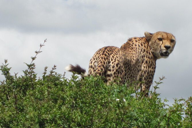 7 - Days Fascinating Tanzania Safari - Key highlights before you go