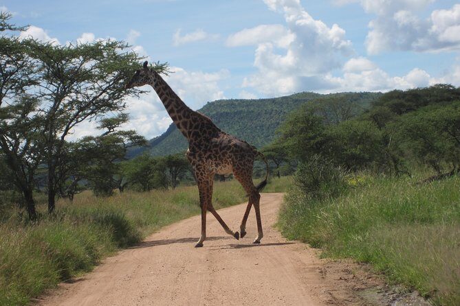 7 - Days Fascinating Tanzania Safari - Arusha start: where the trip really begins