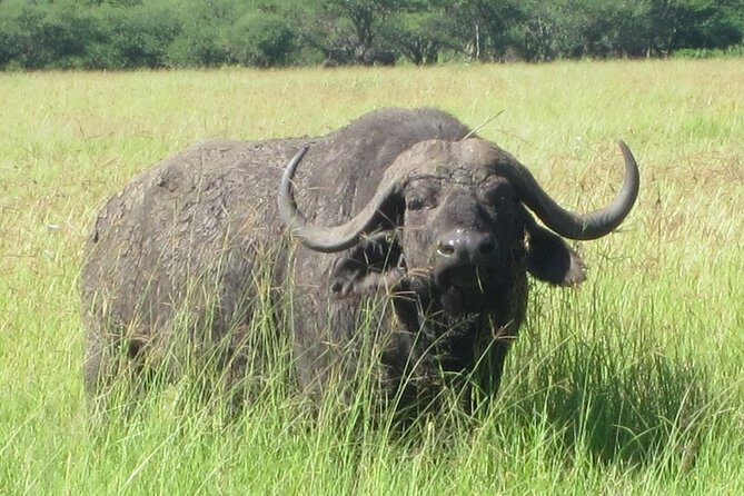 7 - Days Fascinating Tanzania Safari - The multi-park plan: why 7 days feels like a real safari