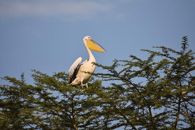 7 Days: Great Migration Mara River Crossing(manyara, Ngorongoro And Serengeti) - The Big Picture: Why This 7-Day Route Works