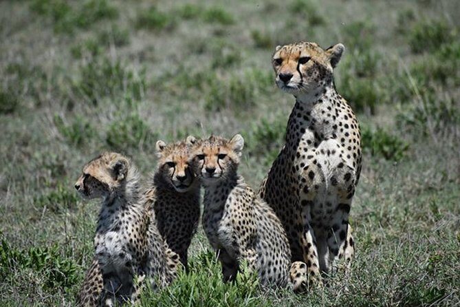 7 Days: Great Migration Mara River Crossing(manyara, Ngorongoro And Serengeti) - Walking Safari and Sundowner: The Best Way to Break Up the Big Days