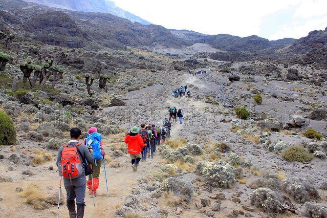 7 Days Kilimanjaro Trekking Machame Route with Professional Guide - Day 3 to Shira Hut: entering the moorland zone and chasing views