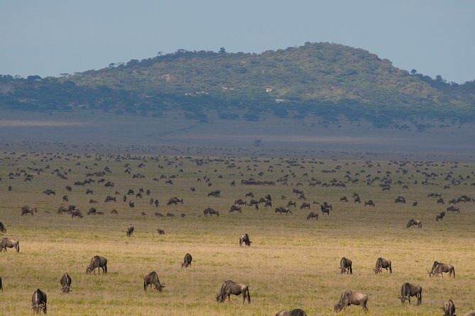 7 Days Migration Crossing in Mara River Northern Serengeti - Day 4 Mara River Crossing: The Main Event