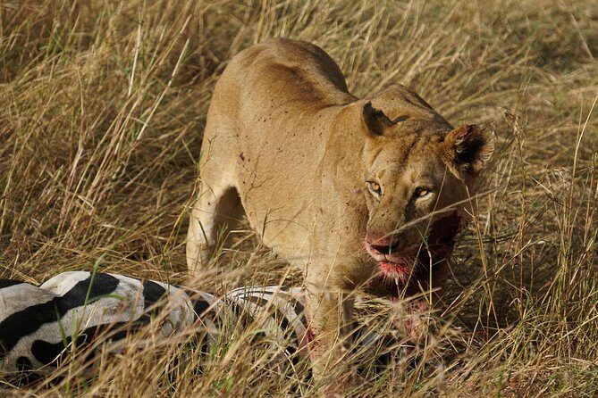 7 Days Migration Crossing in Mara River Northern Serengeti - Day 5 Onward: Game Viewing on the Route to Central Serengeti