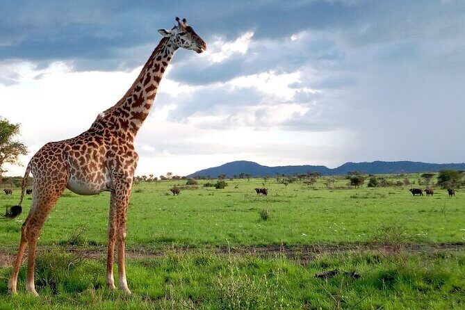 7 days Mt Kilimanjaro,Tarangire NP, Ngorongoro, Serengeti NP, Lake Manyara NP - From Marangu Gate to Mandara Hut: the Kilimanjaro day that sets the rhythm