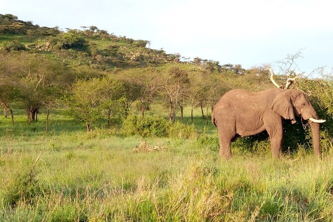 7 days Mt Kilimanjaro,Tarangire NP, Ngorongoro, Serengeti NP, Lake Manyara NP - Ngorongoro crater: chasing Big Five odds in one basin