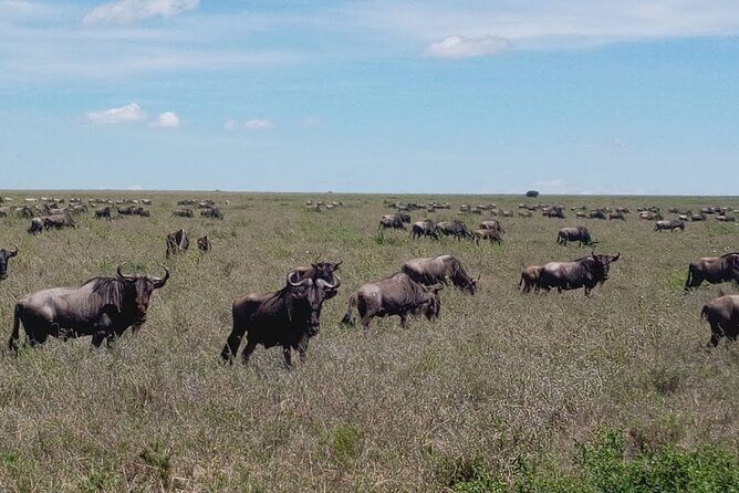 7 days Mt Kilimanjaro,Tarangire NP, Ngorongoro, Serengeti NP, Lake Manyara NP - Lake Manyara: green scenery, bird life, and tree-climbing lions