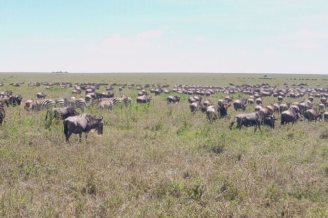 7 days Mt Kilimanjaro,Tarangire NP, Ngorongoro, Serengeti NP, Lake Manyara NP - Price and logistics: what $2,615.39 buys you (and what it doesn’t)