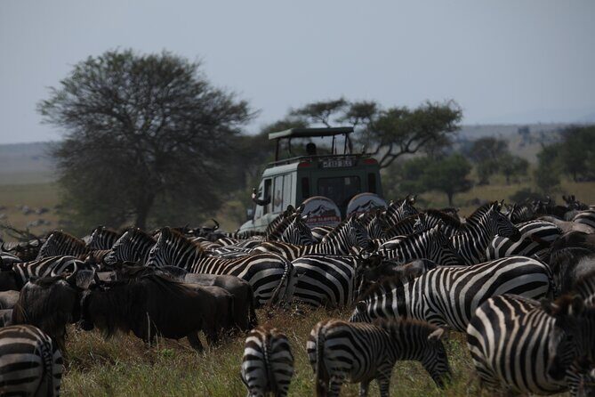 7 Days Private Serengeti Wildebeest Migration Tour - Arusha arrival and the first easy night (Serena Arusha Hotel)