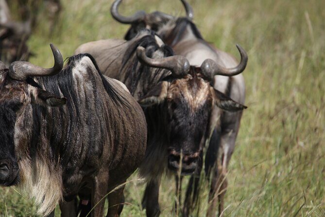 7 Days Private Serengeti Wildebeest Migration Tour - Serengeti National Park: migration country plus classic big-park sightings