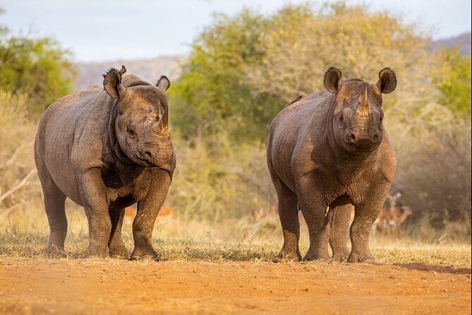 7 Days Rhino Ngorongoro Crater Safari Tour - $3,200 Worth It? The Value of a 7-Park/7-Day Safari