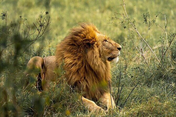 7 Days Rhino Ngorongoro Crater Safari Tour - Day 2: Tarangire National Park for Baobabs, Dry-Season Water, and Birding