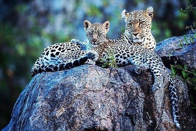 7 Days Rhino Ngorongoro Crater Safari Tour - Days 3 and 4: Serengeti’s Endless-Plain Feel with Migration Country and Kopje Predators