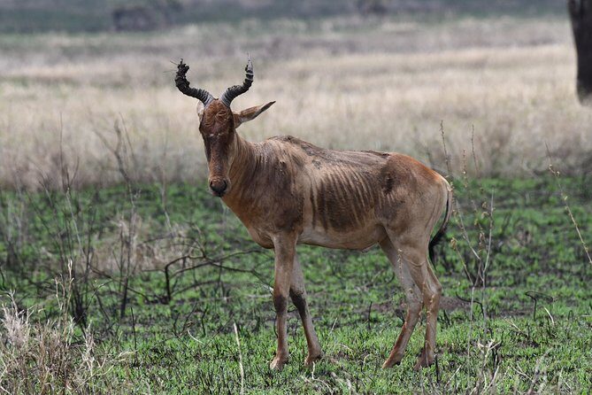 7 Days Rhino Ngorongoro Crater Safari Tour - Day 5: Ngorongoro Crater Descent for Black Rhino, Soda Lake Birds, and Big-Scale Viewing