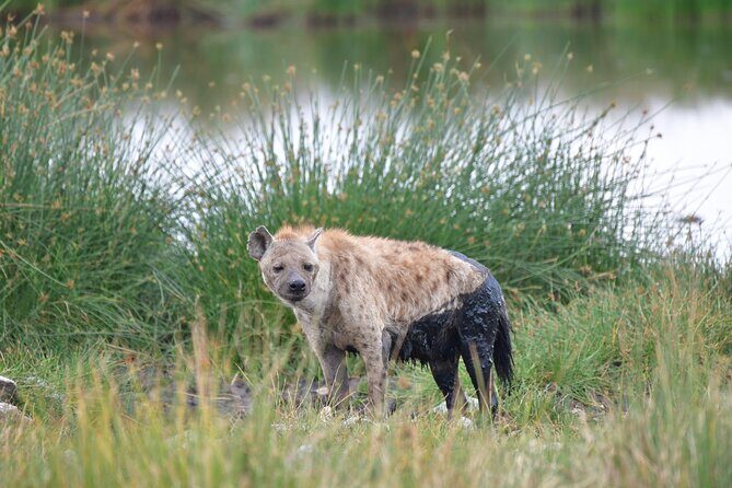 7 Days Rhino Ngorongoro Crater Safari Tour - Day 6: Lake Manyara National Park for Tree-Climbing Lions and a Patchwork of Habitats