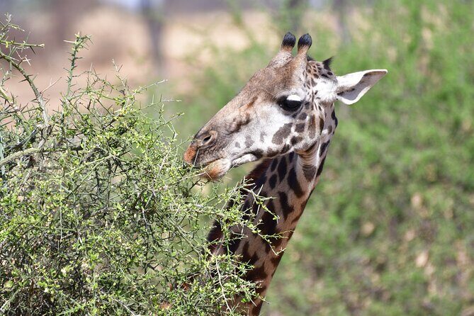 7 Days Rhino Ngorongoro Crater Safari Tour - Day 7: Arusha Morning at Leisure and Your Kilimanjaro Airport Transfer