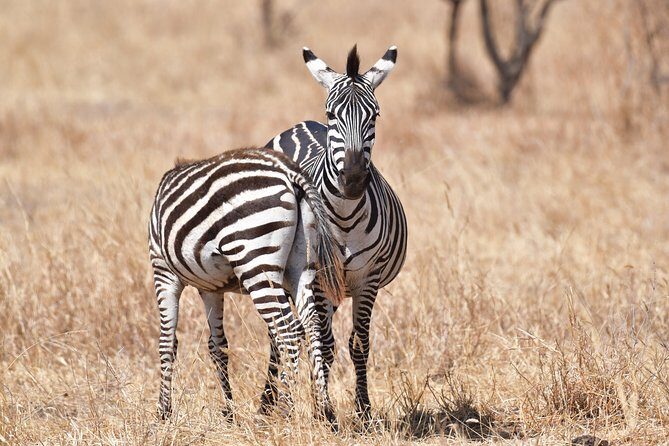 7 Days Rhino Ngorongoro Crater Safari Tour - Vehicles, Group Size, and the Human Side of the Safari