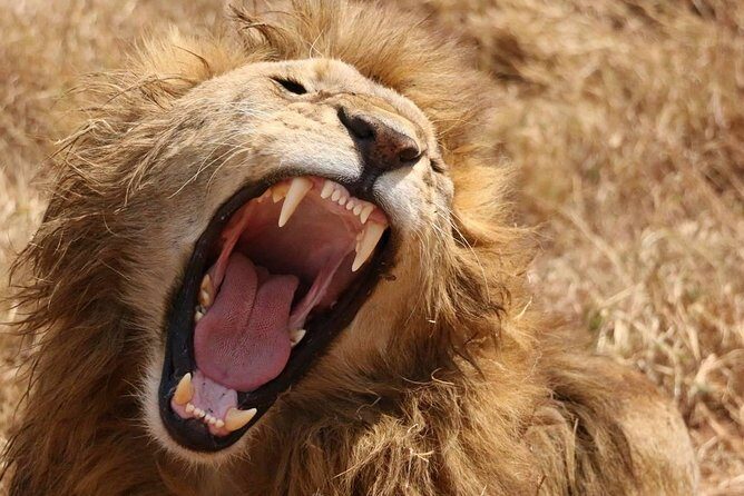 7 days safaris to see great migration - Key things I think you should notice before you go