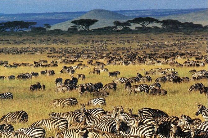 7 days safaris to see great migration - Price and what you’re really paying for