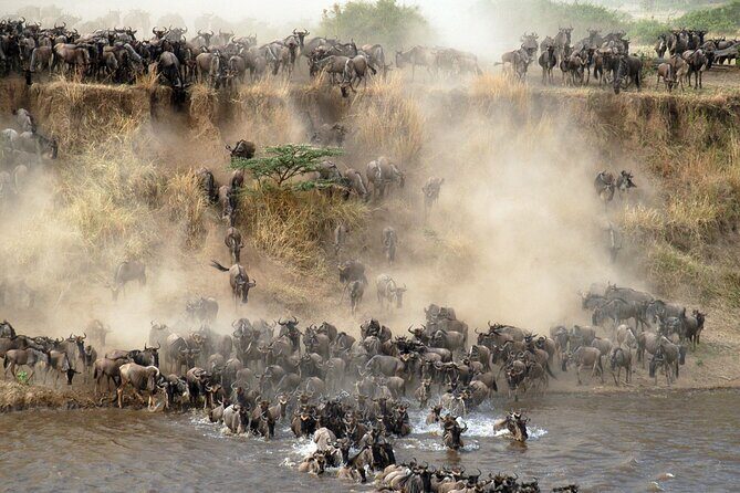 7 days safaris to see great migration - Serengeti National Park (Days 2–3): more time on the big stage