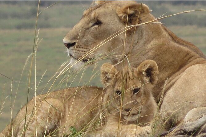 7 days safaris to see great migration - Ndutu-area focus for the Great Migration: two dedicated days