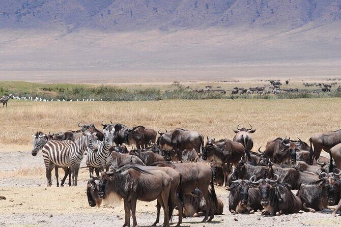 7 days safaris to see great migration - Ngorongoro Crater rim: finishing with dense-country views