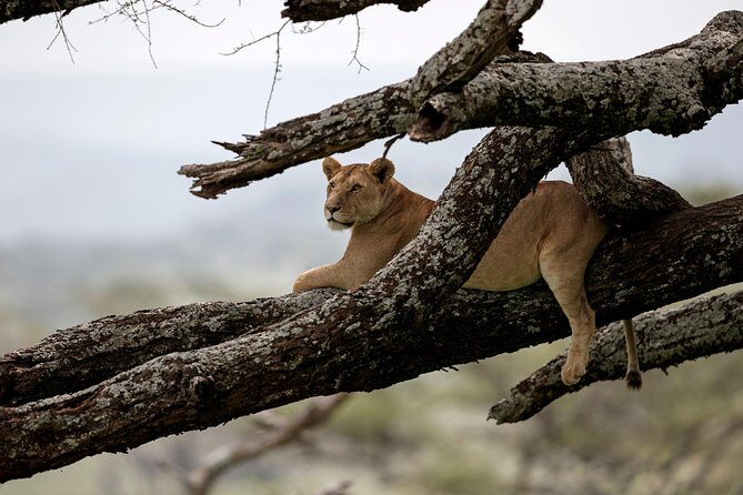 7 Days Tanzania Luxury Safari Experience & Coffee Walking Tour - Small-group luxury means your guide can actually steer the day