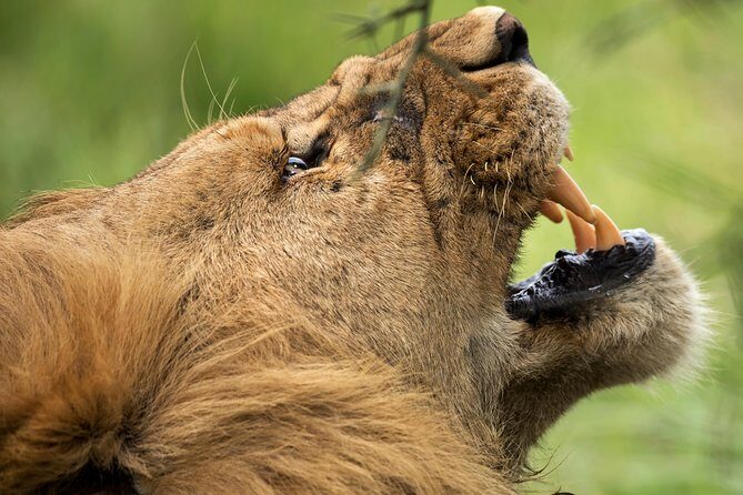 7 Days Tanzania Luxury Safari Experience & Coffee Walking Tour - Serengeti in two acts: the migration chase and the second day’s follow-through