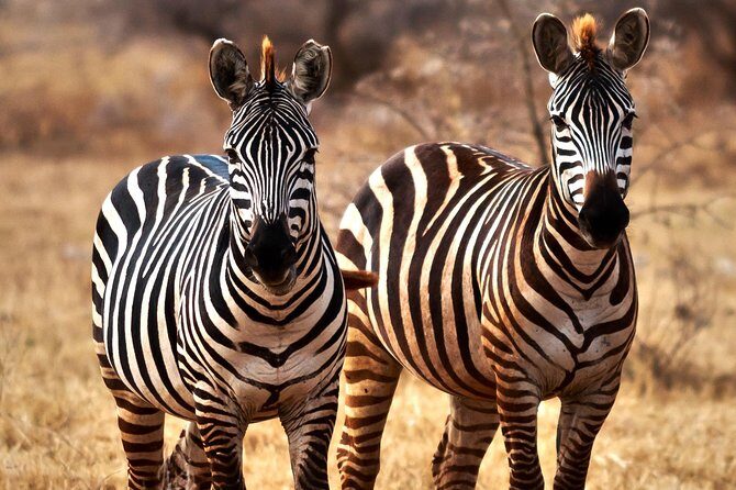 7 Days Tanzania Luxury Safari Experience & Coffee Walking Tour - Ngorongoro Crater morning: a dense wildlife day with Big Five possibility