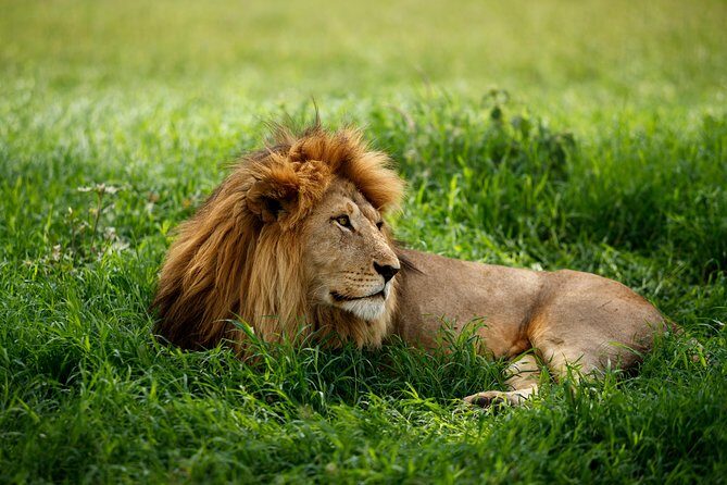 7 Days Tanzania Luxury Safari Experience & Coffee Walking Tour - Karatu coffee walking tour: learn the real process, not just the souvenir story