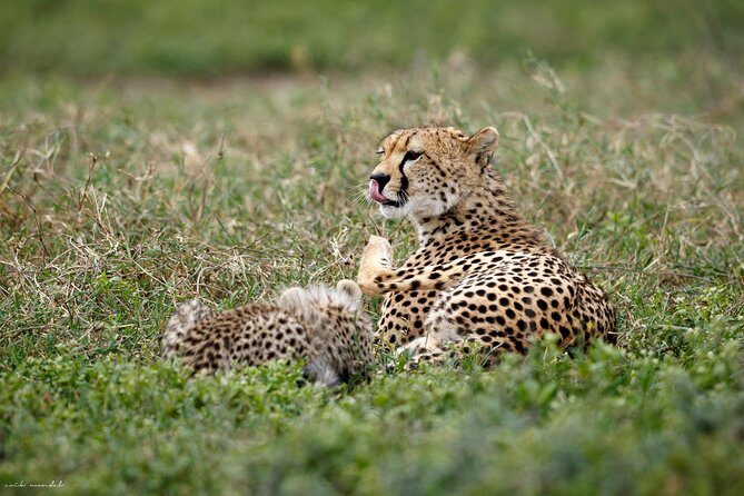 7 Days Tanzania Luxury Safari Experience & Coffee Walking Tour - Tarangire National Park and the baobabs with elephants up close
