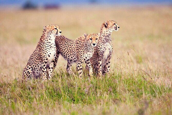 7 Days Tanzania Luxury Safaris - Serengeti Heritage Luxury Camp: why two drives a day matters
