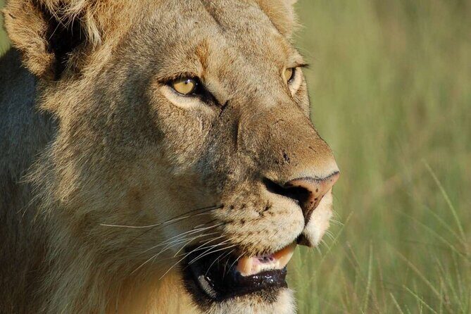 7 Days Tanzania Luxury Safaris - Food, drinks, and the comfort details you’ll actually notice