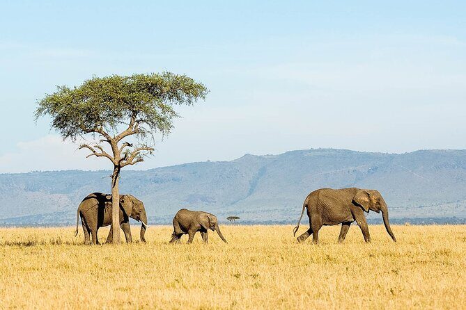 7 Days Tanzania Luxury Safaris - Tarangire National Park: elephants and baobabs to start strong