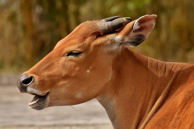 7 Days Tarangire, Serengeti, Ngorongoro & Manyara Camping Safari Tour Tanzania - Why This Great-Migration Safari Feels Different