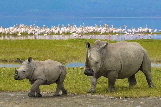 7 Days Tarangire, Serengeti, Ngorongoro & Manyara Camping Safari Tour Tanzania - The Serengeti Central Area: Where Big Cats Become a Theme