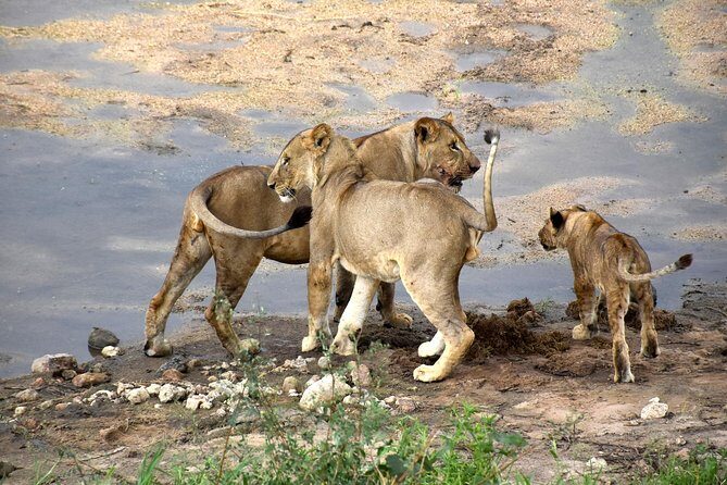 7 Days Tarangire, Serengeti, Ngorongoro & Manyara Camping Safari Tour Tanzania - Following the Great Migration: How This Trip Adapts to the Season